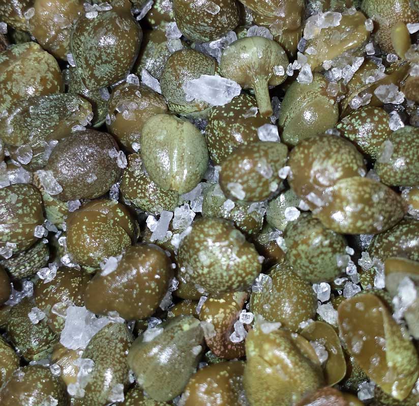 Buy Salty Capers Sweet / Savory Micks Nuts